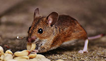 24 Hour & Emergency Exterminators in Soc Auto Engineers, PA